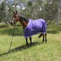 6'0 Cotton Show Horse Rugs Purple | LOVE MY HORSE