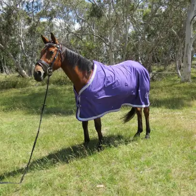 Cotton Show Horse Rugs Purple 2