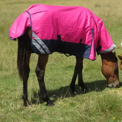 Aradelle Miniature Horse wearing Love My Horse 1200 Denier Rainsheet Combo in Pink and Navy 2