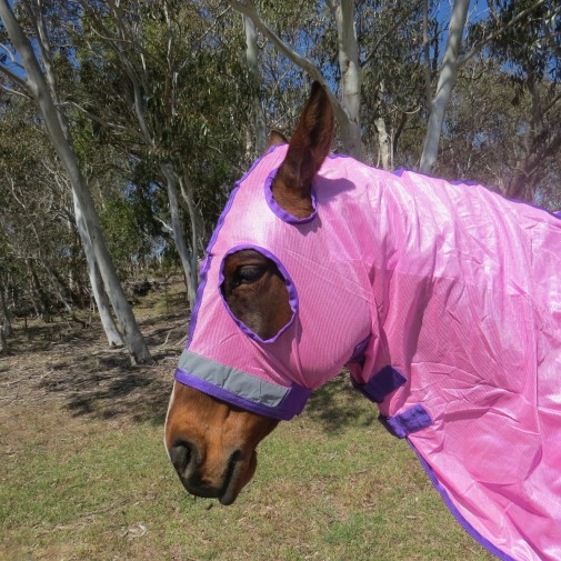 Horse wearing Love my Horse soft mesh hood