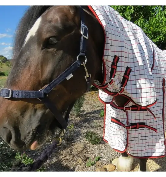 Big horse wearing Love My Horse Clydesdale Poly Cotton Combo with red trim