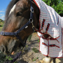 Big horse wearing Love My Horse Clydesdale Poly Cotton Combo with red trim