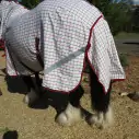 Big horse wearing Love My Horse Clydesdale Poly Cotton Combo with red trim