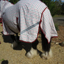 Big horse wearing Love My Horse Clydesdale Poly Cotton Combo with red trim