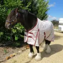 Clydesdale Cotton Rug – Heavy Horse Fit | LOVE MY HORSE