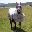 Horse wearing silver Love My Horse Dura Mesh Hooded Combo with pink trim
