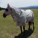 Horse wearing silver Love My Horse Dura Mesh Hooded Combo with full face coverage, eye holes and ears covered