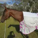 Bay horse wearing silver Love My Horse  duramesh combo with satin lining