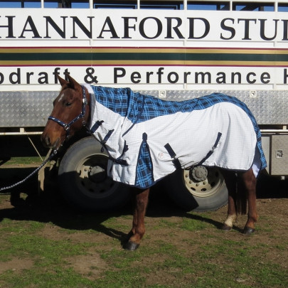 Rainsheet Cotton Hybrid Combo Horse Rugs Blue