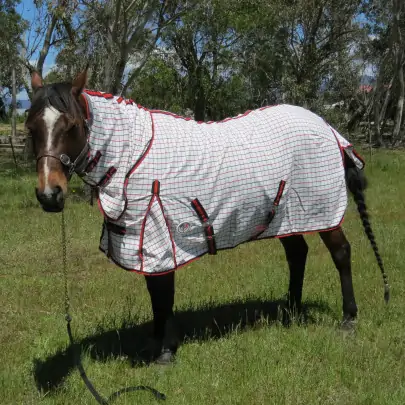 Horse wearing a Rug Red / Black poly cotton combo horse rug 2