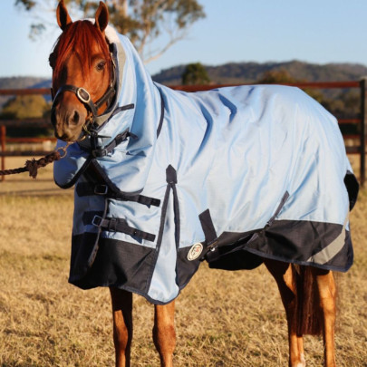 Horse wearing Love My Horse Blue Winter Combo