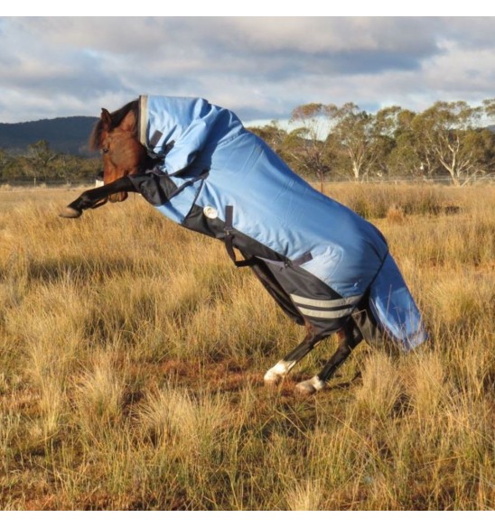 Rearing horse wearing Love My Horse Blue Winter Combo