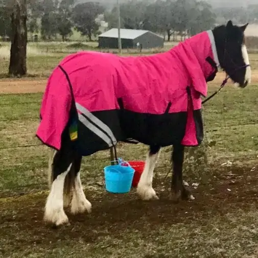 Clydesdale Rainsheet Heavy Horse Rugs Pink|Horse Rugs | LOVE MY HORSE - Australia