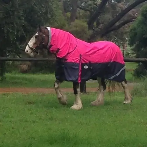 Clydesdale Rainsheet Heavy Horse Rugs Pink|Horse Rugs | LOVE MY HORSE - Australia
