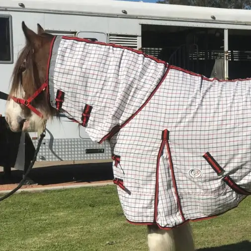 Big horse wearing Love My Horse Clydesdale Poly Cotton Combo with red trim