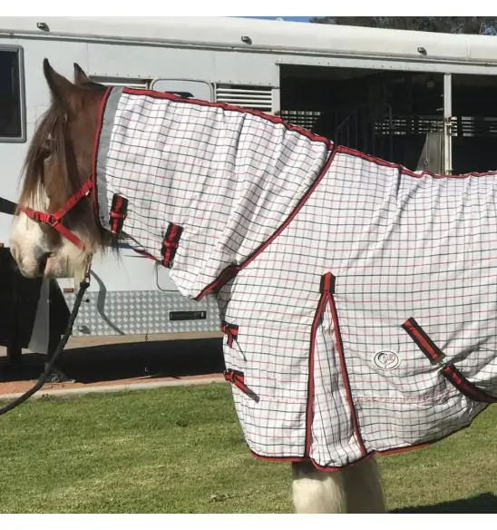 Big horse wearing Love My Horse Clydesdale Poly Cotton Combo with red trim