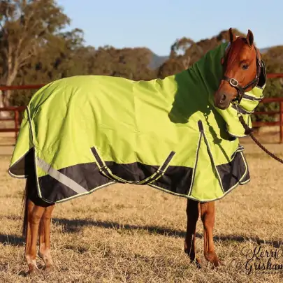 Horse wearing 1200d winter horse rug with 300g filling in lime/navy, australia 2