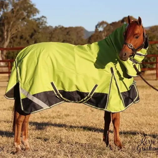 Horse wearing 1200d winter horse rug with 300g filling in lime/navy, australia