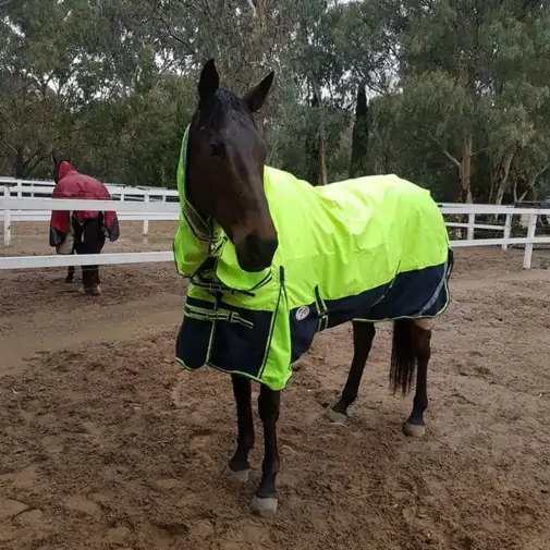 Horse wearing 1200d winter horse rug with 300g filling in lime/navy, australia