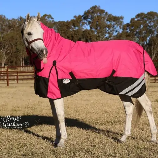Horse wearing Love My Horse Pink Winter Combo