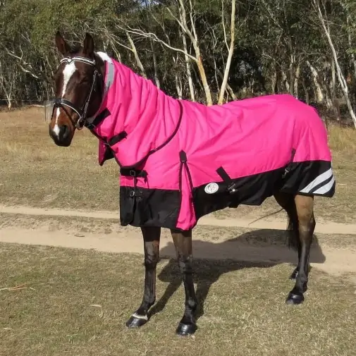 Horse wearing Love My Horse Pink Winter Combo