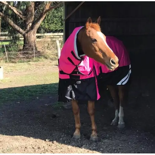 Horse wearing Love My Horse Pink Winter Combo