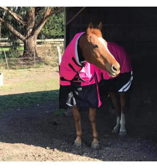 Horse wearing Love My Horse Pink Winter Combo
