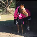 Horse wearing Love My Horse Pink Winter Combo