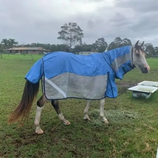 Rainsheet Hybrid Combo Horse Rugs Blue|Horse Rugs | LOVE MY HORSE - Australia