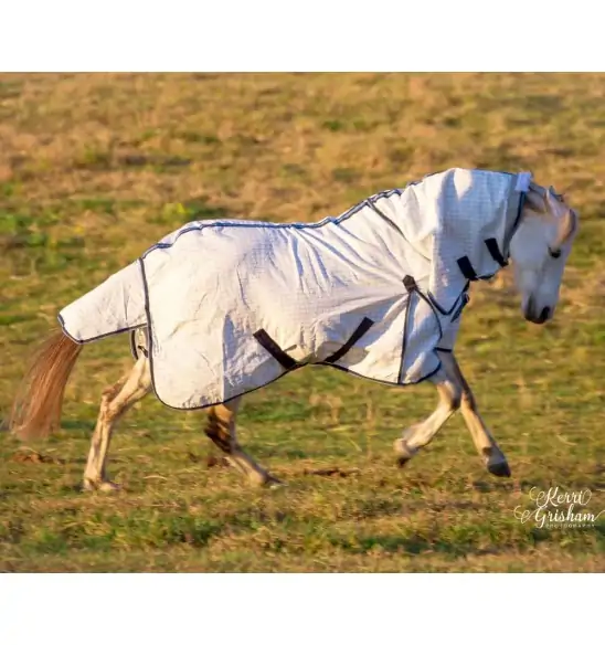 Mini horse wearing a blue poly cotton combo for insect protection and Uv protection
