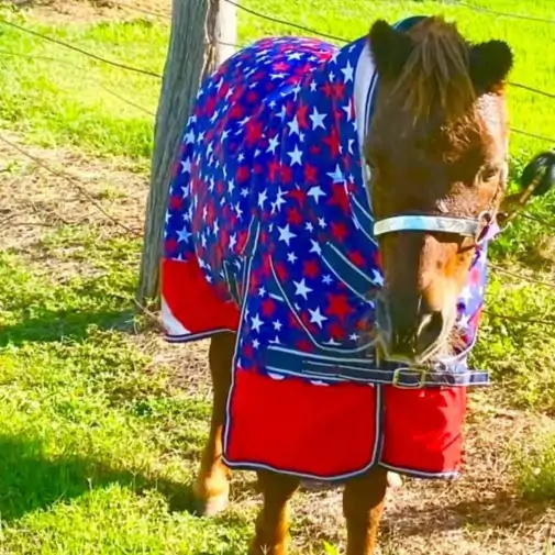 Miniature 600D Winter 180g Combo Horse Rugs Red Stars|Horse Rugs | LOVE MY HORSE - Australia