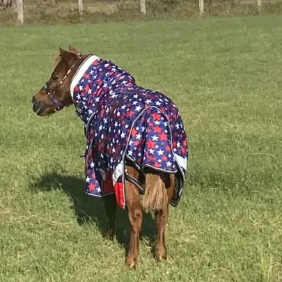 Miniature 600D Winter 180g Combo Horse Rugs Red Stars 2