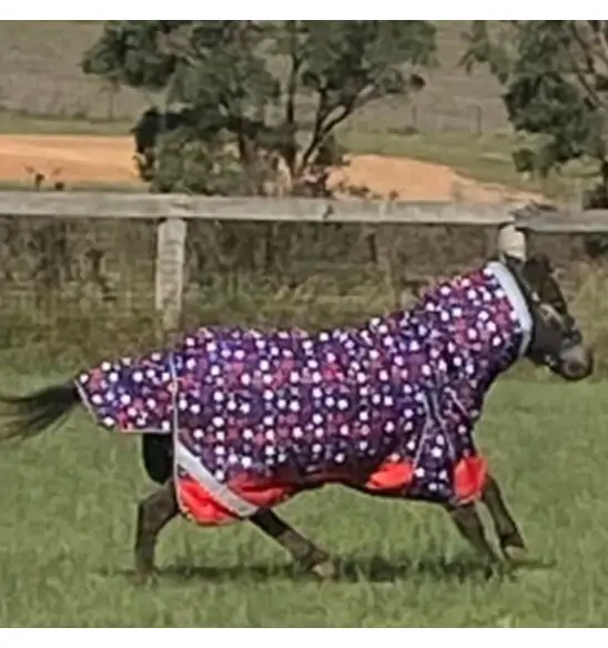 Miniature 600D Winter 180g Combo Horse Rugs Red Stars|Horse Rugs | LOVE MY HORSE - Australia