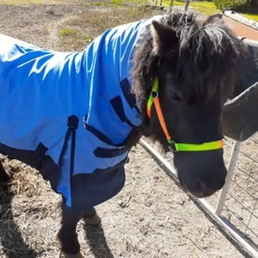Horse wearing Love my Horse Blue Mini winter combo with neck attached
