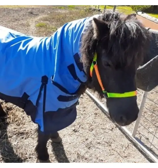 Horse wearing Love my Horse Blue Mini winter combo with neck attached
