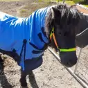 Horse wearing Love my Horse Blue Mini winter combo with neck attached