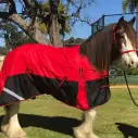 Clydesdale Winter Heavy Horse Rugs Red|Horse Rugs | LOVE MY HORSE - Australia