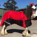 Clydesdale Winter Heavy Horse Rugs Red|Horse Rugs | LOVE MY HORSE - Australia