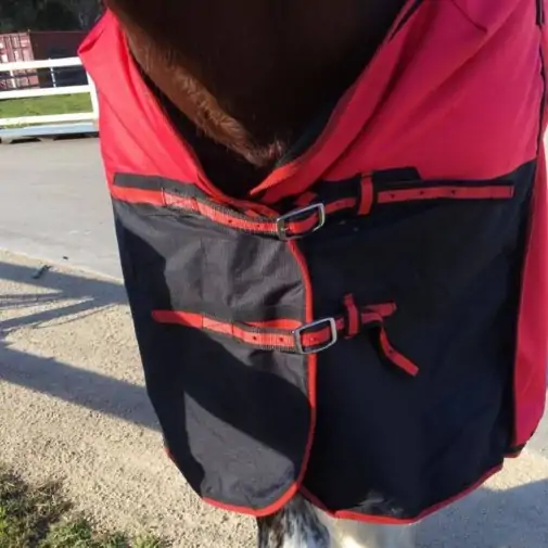 Clydesdale Winter Heavy Horse Rugs Red|Horse Rugs | LOVE MY HORSE - Australia