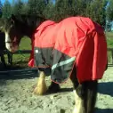 Clydesdale Winter Heavy Horse Rugs Red|Horse Rugs | LOVE MY HORSE - Australia