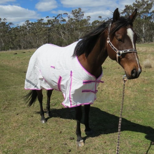 Cotton Hood Set Horse Rugs Pink|Horse Rugs | LOVE MY HORSE - Australia