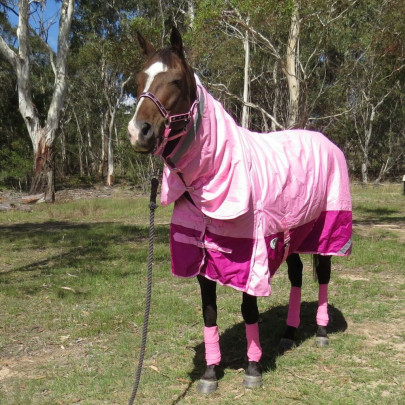 Horse wearing 600 Denier Winter Combo in pink