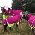 Winter 180g Fill Combo Horse Rugs Pink Lime | LOVE MY HORSE