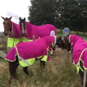 600D Winter 180g Fill Combo Horse Rugs Pink|Horse Rugs | LOVE MY HORSE - Australia