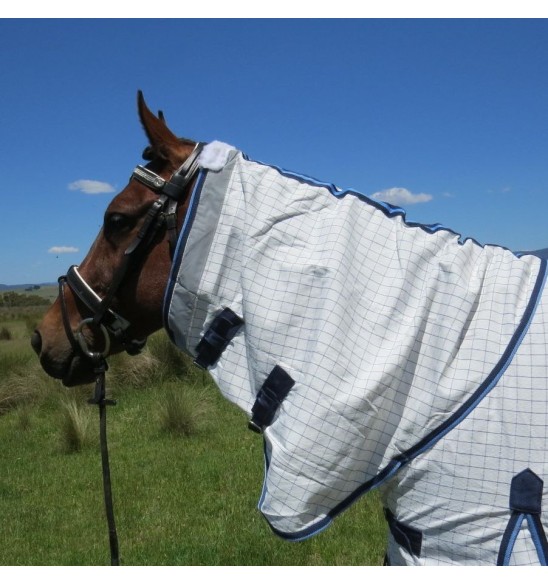 Horse wearing Love My Horse cotton combo with blue trim