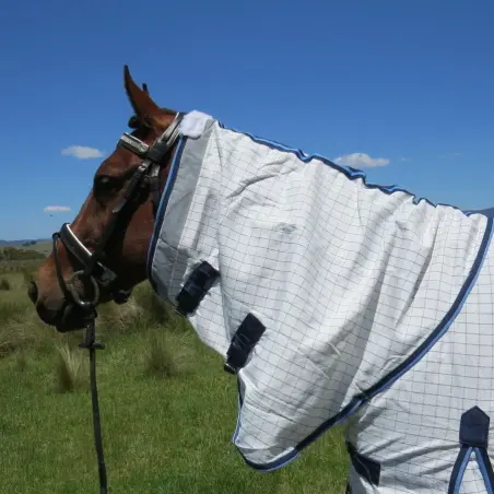 Horse wearing Love My Horse cotton combo with blue trim