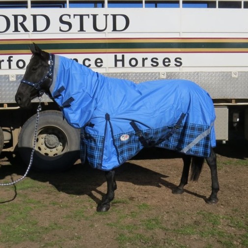 600D Rainsheet Combo Blue Horse Rugs|Horse Rugs | LOVE MY HORSE - Australia