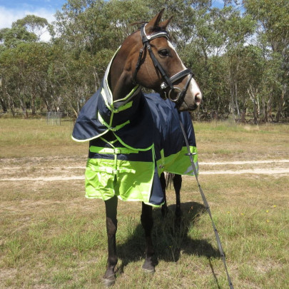Horse wearing 600 Denier Winter Combo in Navy / Lime 2