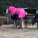 Clydesdale Winter Combo Heavy Pink Horse Rugs | LOVE MY HORSE AU