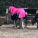 Clydesdale Winter Combo Heavy Pink Horse Rugs|Horse Rugs | LOVE MY HORSE - Australia